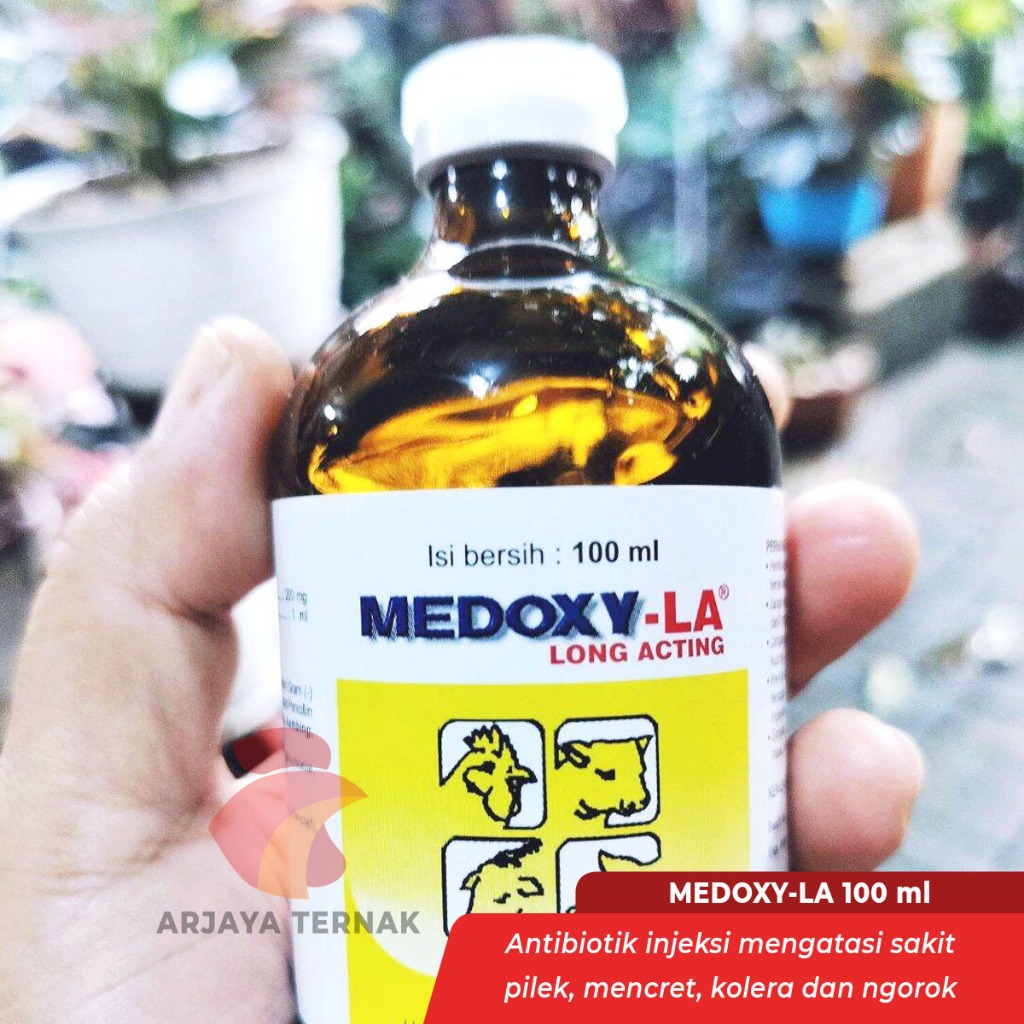 Medoxy LA 100ml obat antibiotik injeksi sapi domba kambing kuda babi