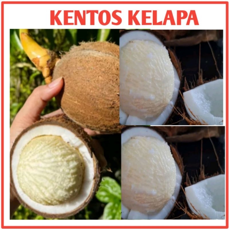 

kentos kelapa segar 1kg