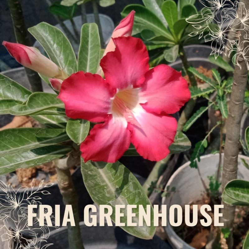 Teh_Teh Maniez Bonsai Adenium Obesum Berbunga Tinggi 34-60 Cm Kamboja Jepang Dewasa Mawar Gurun