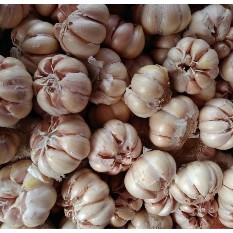 

bawang putih fresh and ori