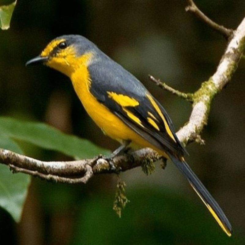 Burung mantenan kuning pilihn istimewa