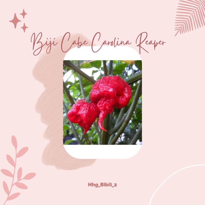 Biji Cabai Carolina Reaper.