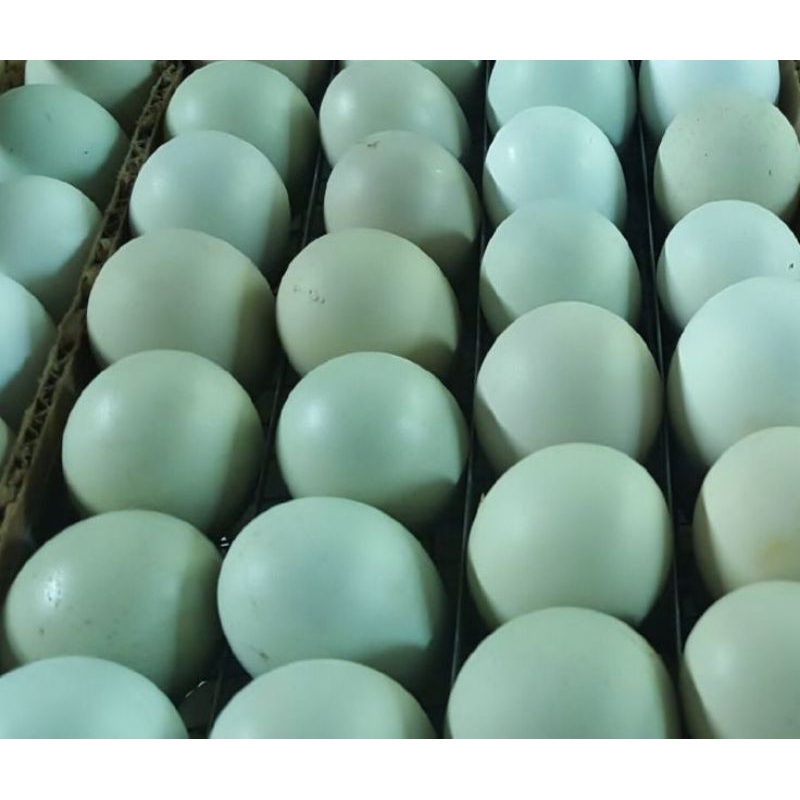 

Telor Bebek Segar / Telor bebek mentah - Telor Itik segar langsung dari peternakan