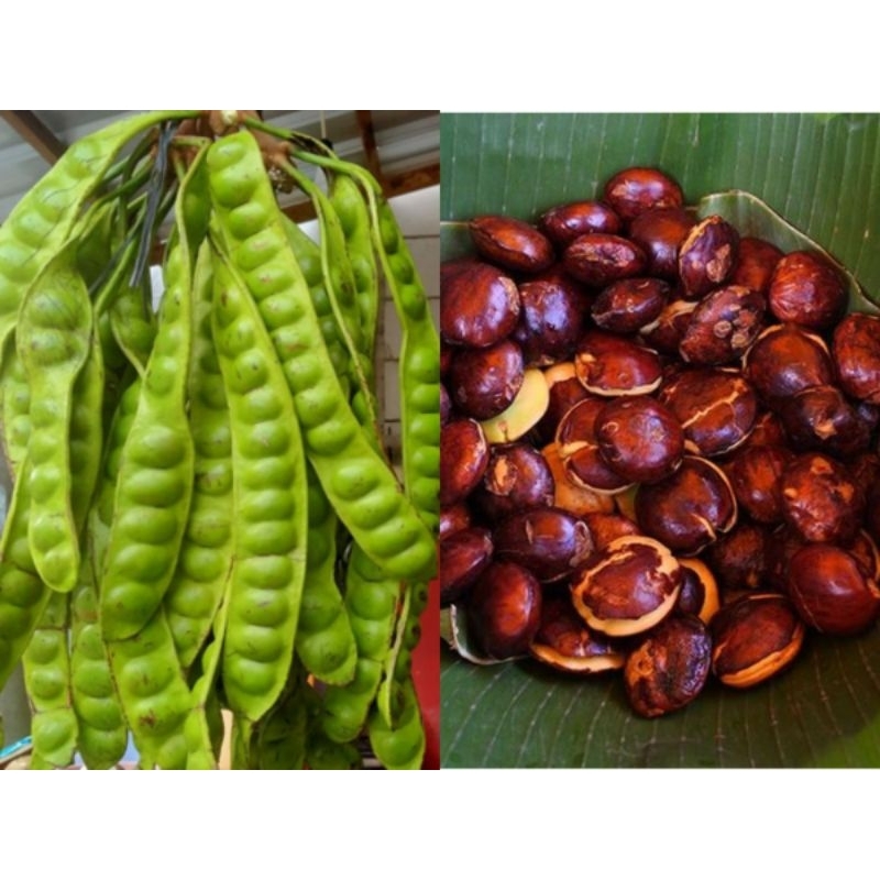 

Pete Tua Dan Jengkol Ketan