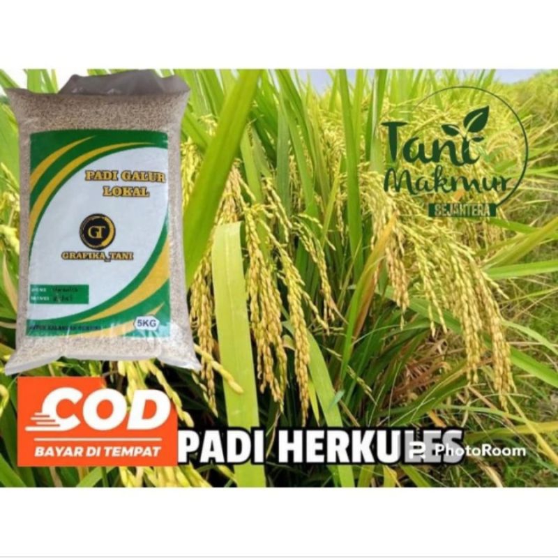 BENIH PADI HERKULES BENIH PADI GENJAH KEMASAN 5KG