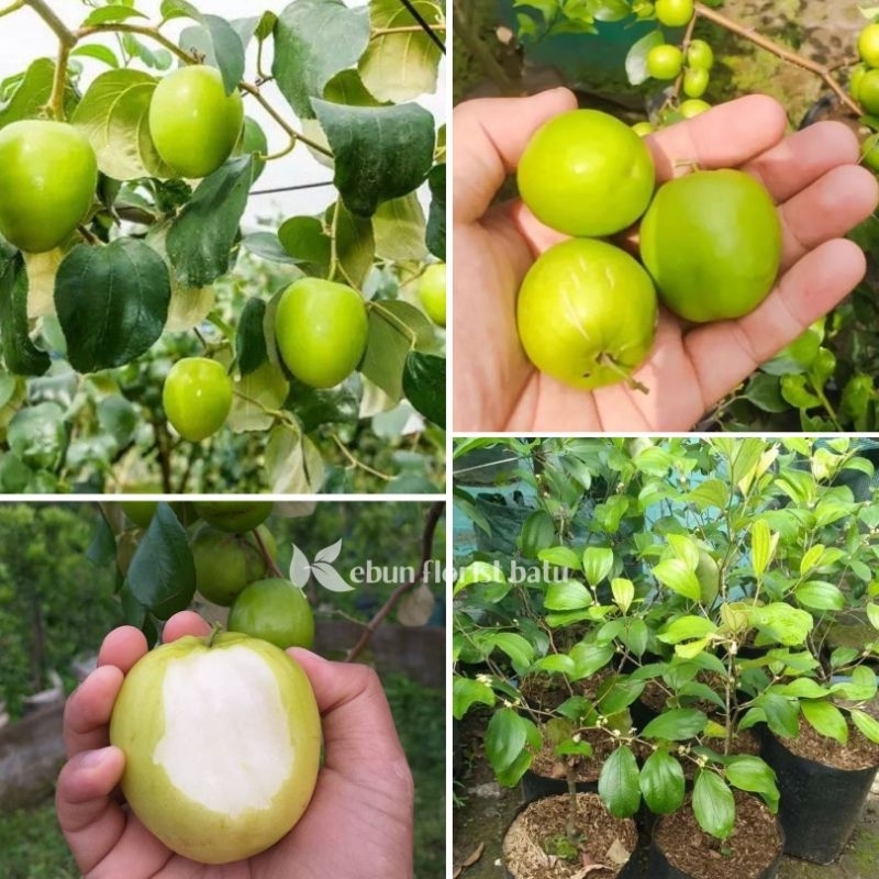 Bibit Buah Apel Putsa / Apel India