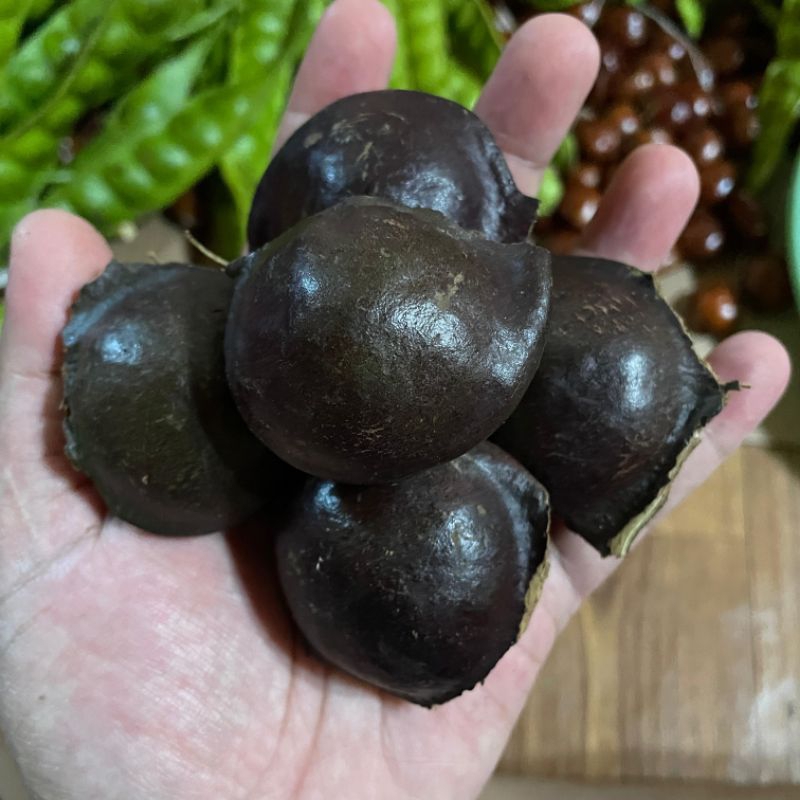 

JENGKOL KULIT TUA PULEN DAN FRESH