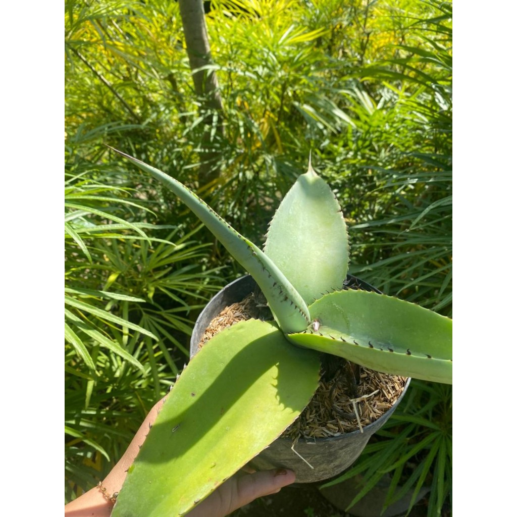 Tanaman hias agave guiengola (kano uk kecil)