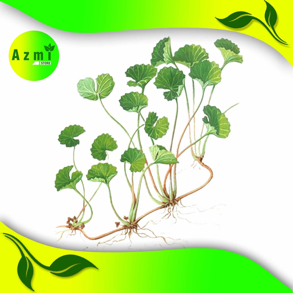 

Daun Pegagan Segar 1 kg - Daun Antanan Herbal Anemia Fresh Bersih