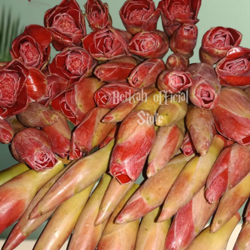 

BUNGA KECOMBRANG MERAH SEGAR PER PCS [Free Bonus]
