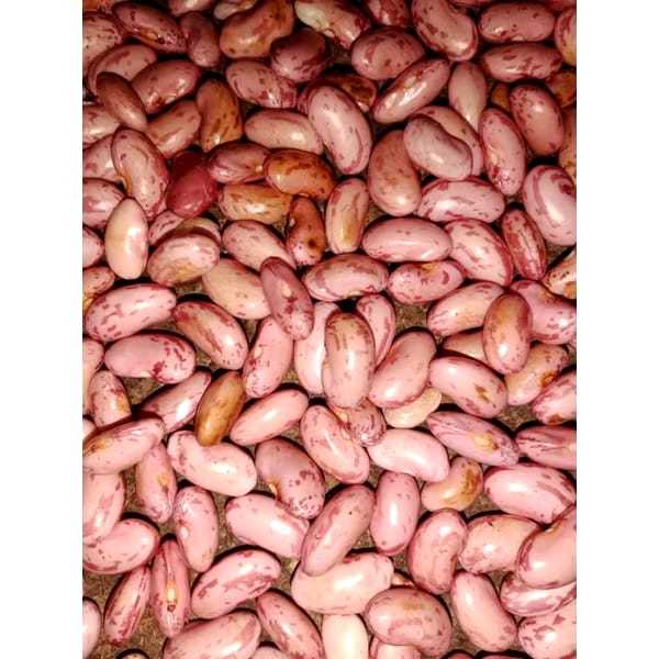 

KACANG MERAH / FRESH BERSIH 1KG