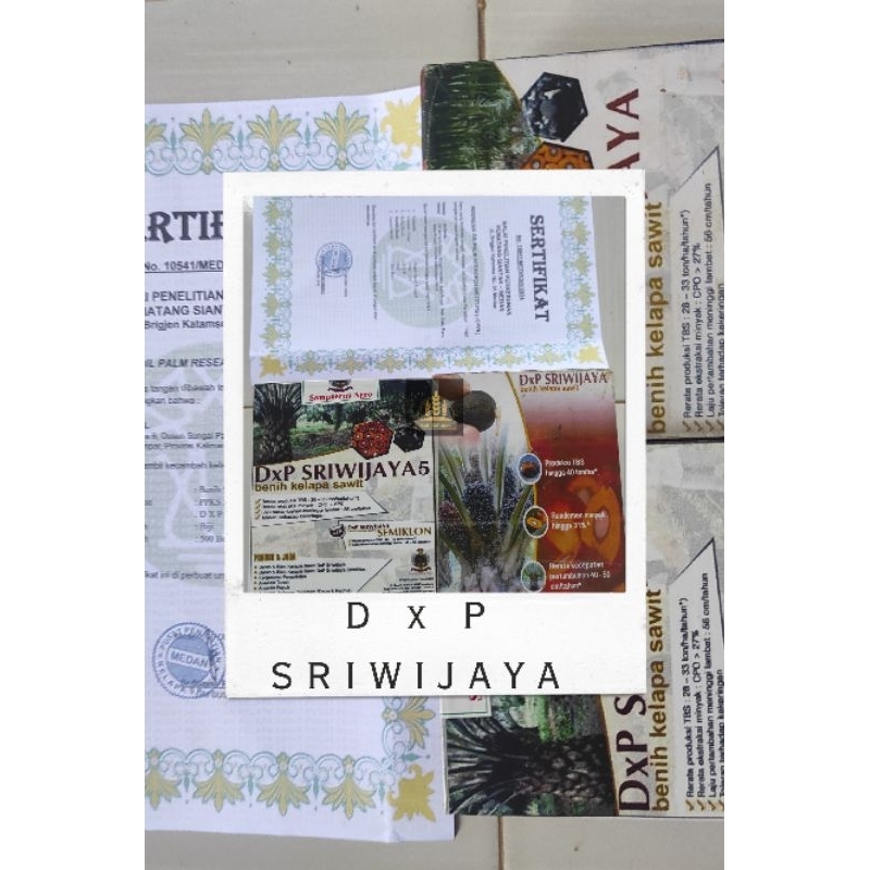 Benih kecambah sawit D x P SRIWIJAYA siap semai (250 butir) kelapa sawit sriwijaya Bella bibit
