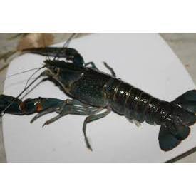 Indukan Lobster Air Tawar Set/ Lobster Dewasa/ Lobster Air Tawar/ Lobster Hobby/ Lobster Budidaya