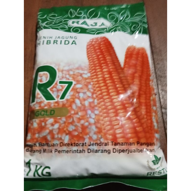 benih jagung hibrida raja R7 gold