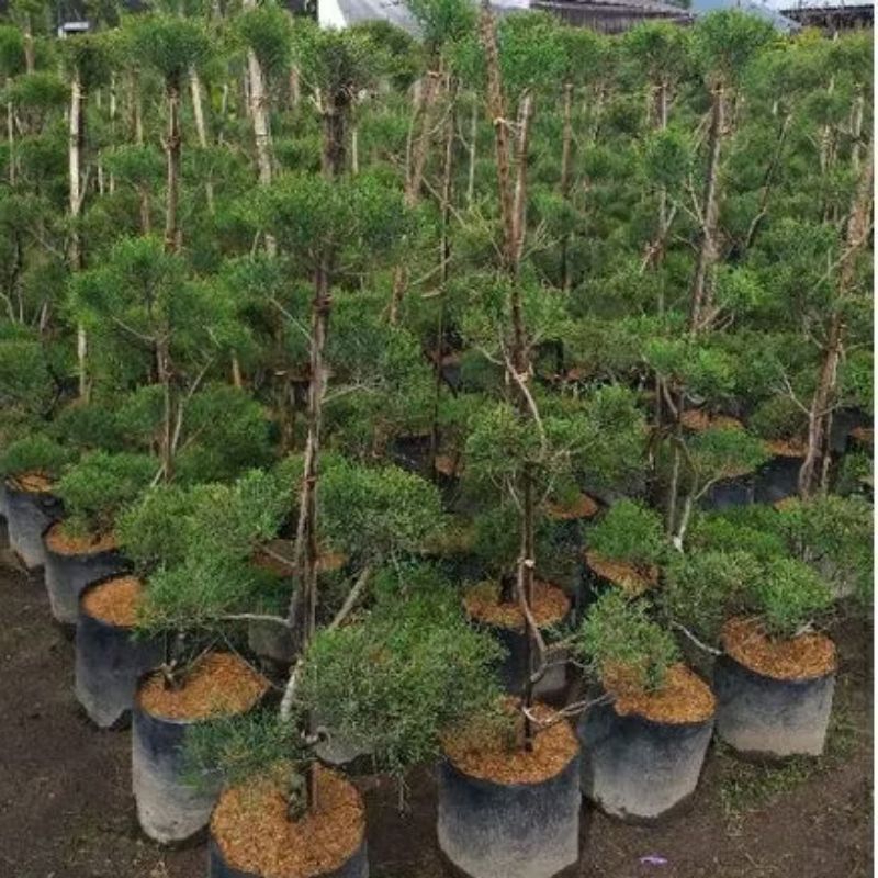 Tanaman bonsai cemara udang, tinggi 1 meter lebih