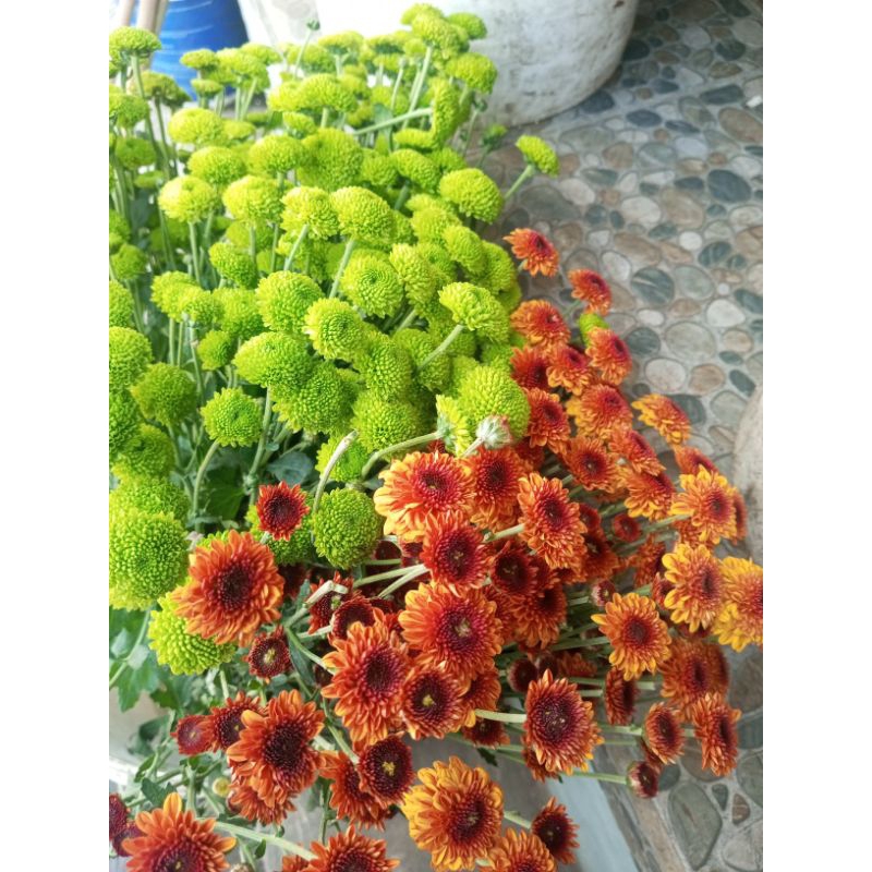 BUNGA BEBY LOLIPOP 1 TANGKAI