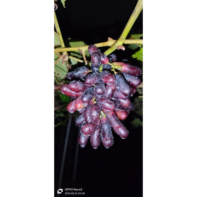 bibit anggur moondrop