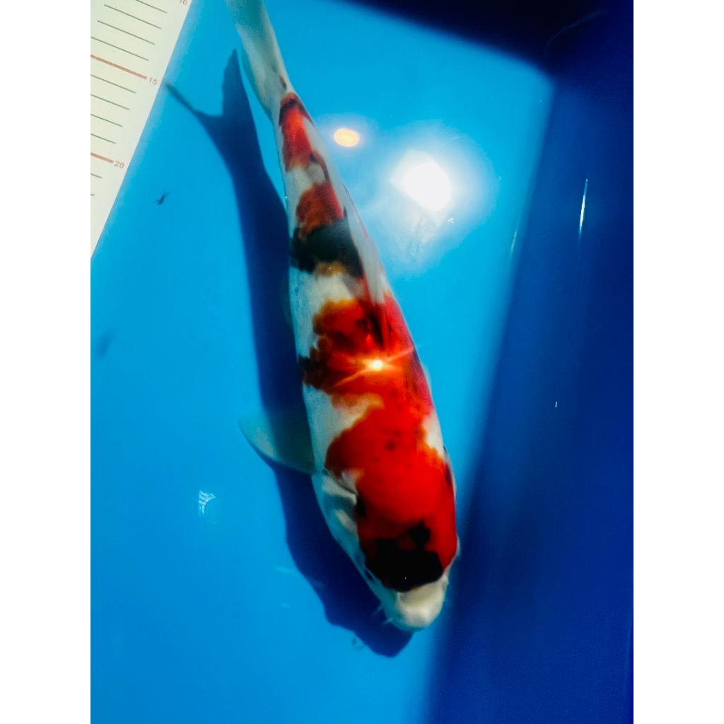 Ikan Koi AKF Showa HQ 30cm Recomended Cocok Buat Belajar Keeping Produk Agung Koi Farm - AKF