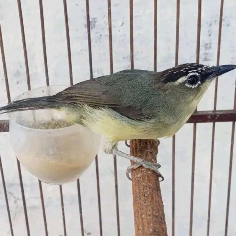 BURUNG OPYOR JAMBUL SEHAT GEMUK FULL MULUS PILIHAN