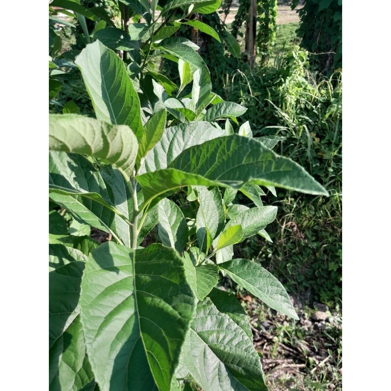 

Daun sambung nyawa/daun Afrika/daun insulin segar 50 helai
