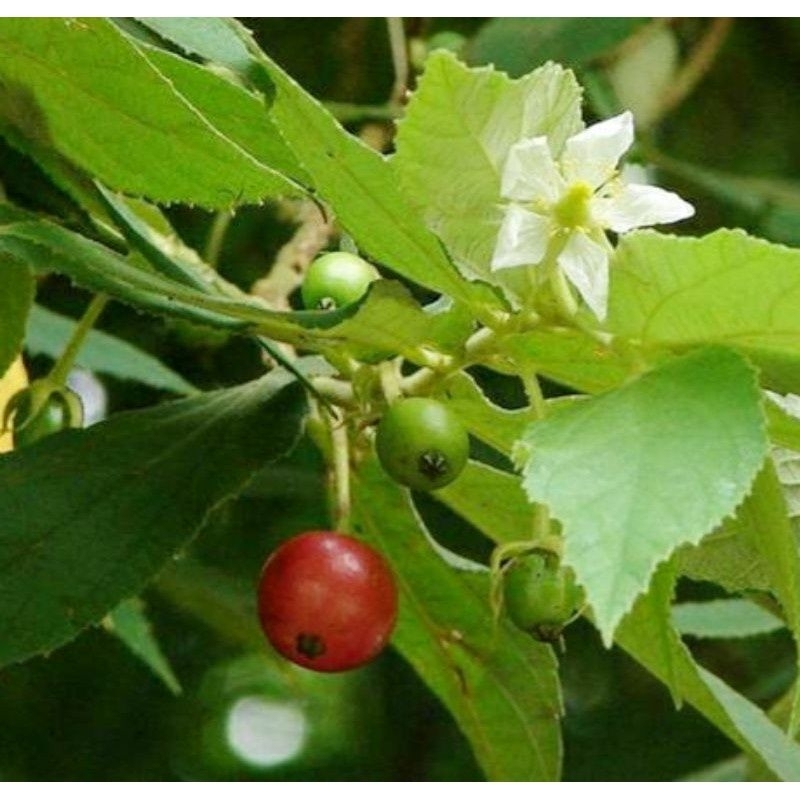 

daun kersen/talok ceri segar per 1kg