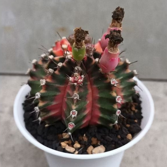 Mihanovichii Hybrid Seedling