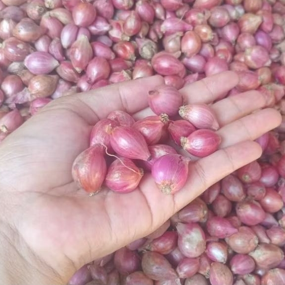 

Bawang merah kecil kemasan 1kg