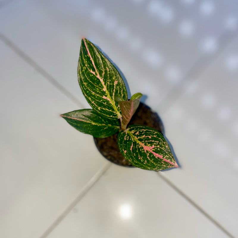 Aglaonema Tamara
