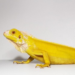 Kartu Iguana Albino Kuning - bukan green yellow red blue panana gecko tegu