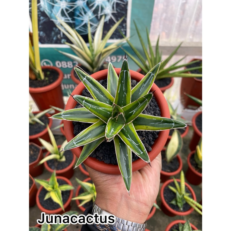 Agave Victoria Reginae Variegata