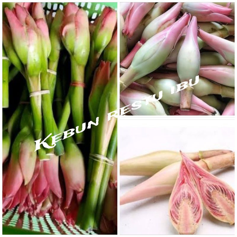 

Bunga kecombrang segar fres penambah rasa masakan