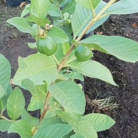 Bibit Jambu Kristal Jumbo Non Biji Cangkok Berbuah Cepat Tbk