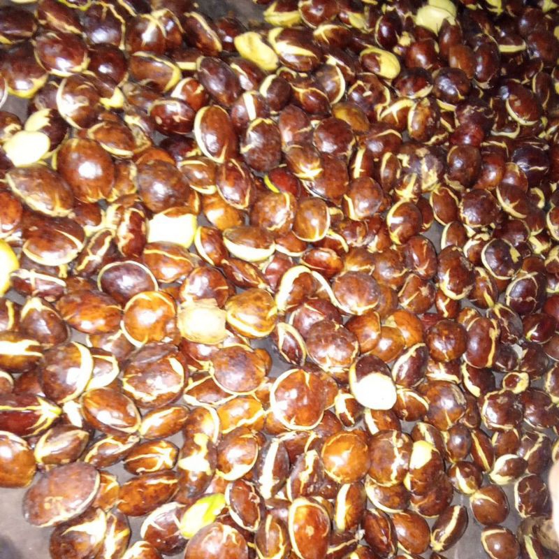 

Fresh Jengkol Tua Mentah 500gr