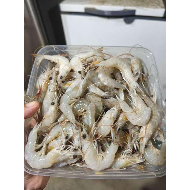 

UDANG LAUT 1Kg