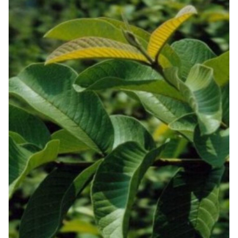 

Daun Jambu Biji muda segar 250gram