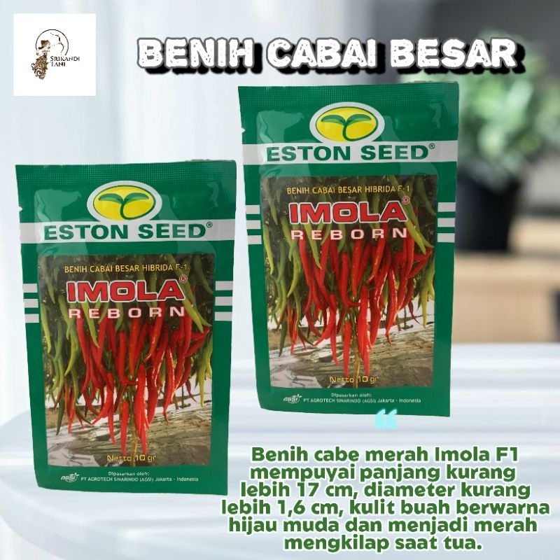 Cabe Besar Imola Reborn 10gr Tahan Virus Original Pabrik Eaton Seed