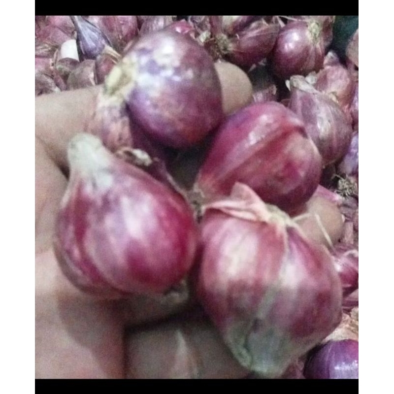 

bawang merah brebes