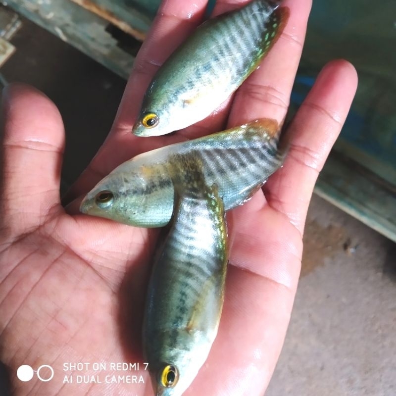 Bibit ikan sepat Siam