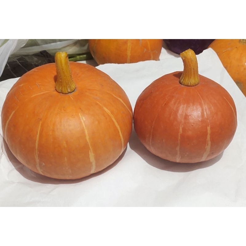 

kaboca Oren Halloween labubu labu jepang
