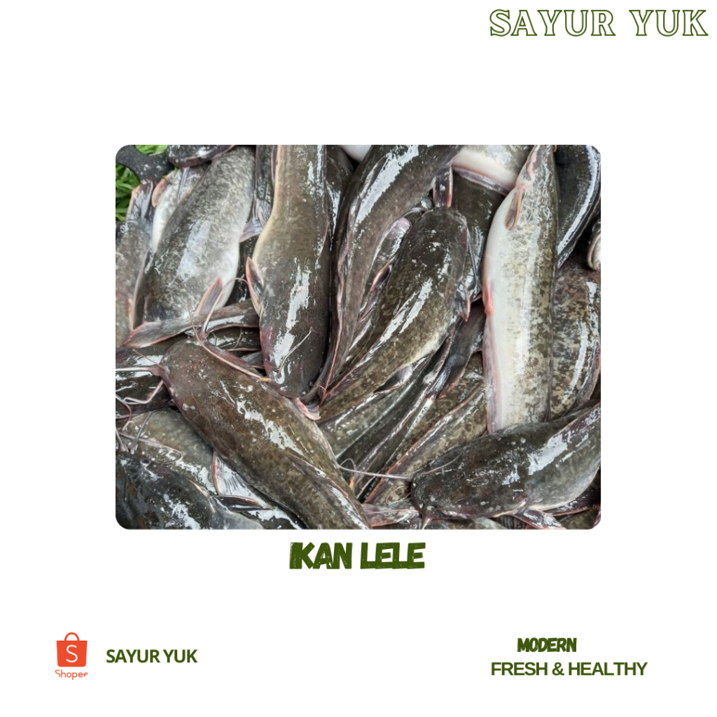 

IKAN LELE SEGAR [500 gr]