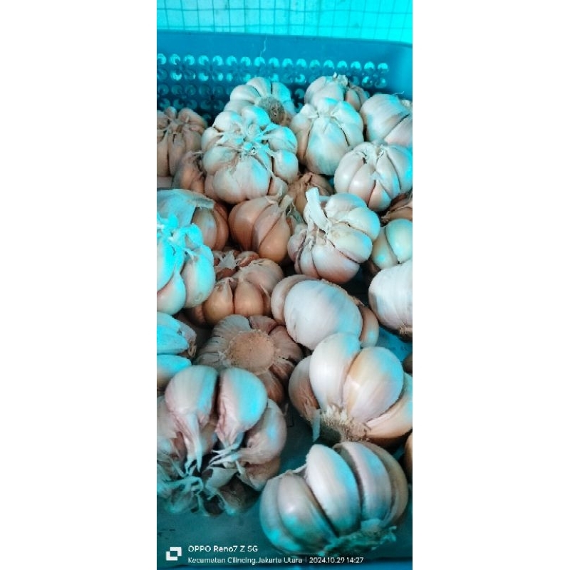 

bawang putih