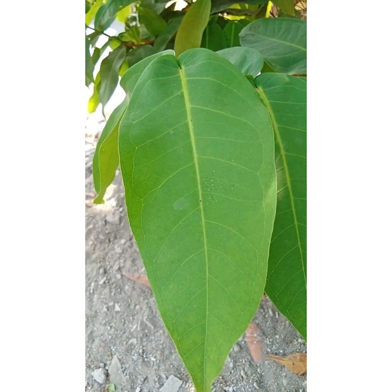 

COD 100 LEMBAR DAUN JAMBU AIR SEGAR