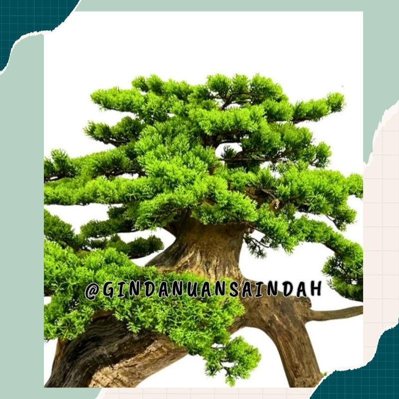 Pohon Bonsai - Bonsai Palsu - Tanaman Bonsai - Bonsai Japanese