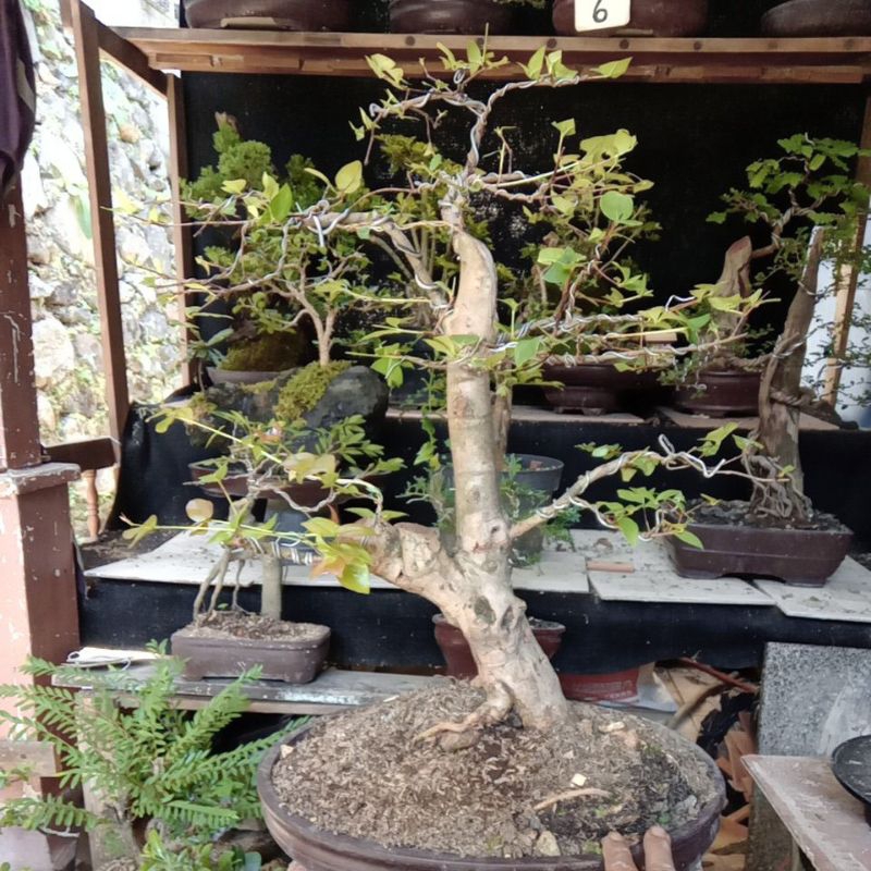 

bonsai dewandaru