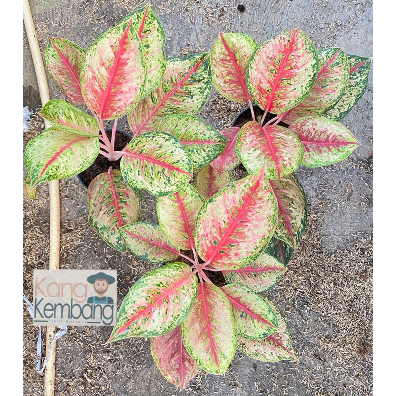 Tanaman Aglonema sweet dream