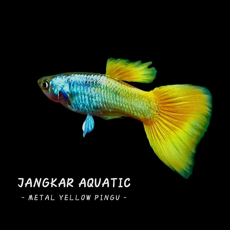 Obat ikan guppy - Metal Yellow Pingu
