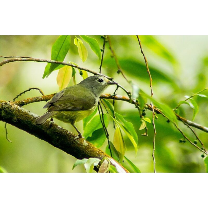 Burung opyor jawa pilihn jantan istimewa