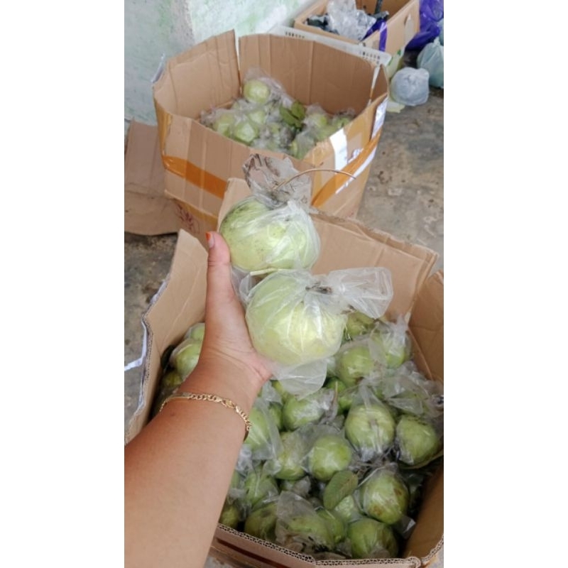 

jambu kristal pesisir 1kg