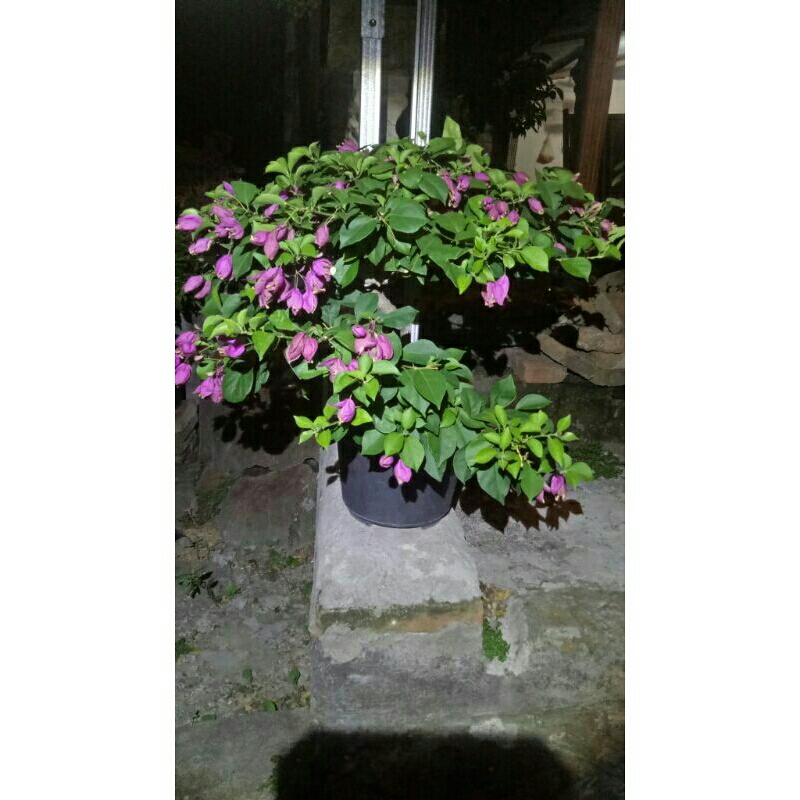 bougenville anggur ungu