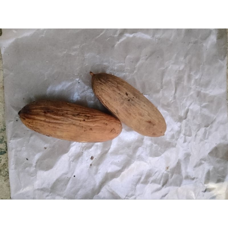 

buah ulin ukuran sedang 30 dapat 4